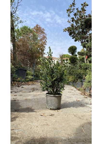 Videolu Şimşir Çalı 30-40 cm Saksılı / Tüplü Dış Mekan Bitkileri (Buxus Microphylla 'faulkner')