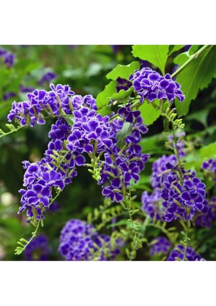 Videolu Nadir Çeşit Duranta Çalısı Ağaç Menekşesi Fidanı 80-120 cm Saksılı Dış Mekan Duranta Erecta