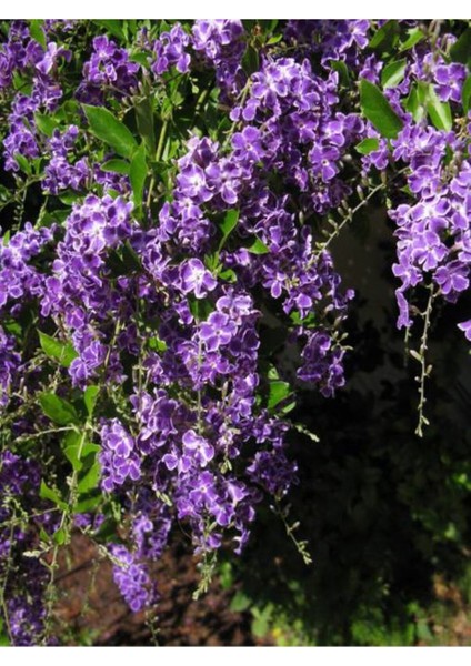 Videolu Nadir Çeşit Duranta Çalısı Ağaç Menekşesi Fidanı 80-120 cm Saksılı Dış Mekan Duranta Erecta fiyatları