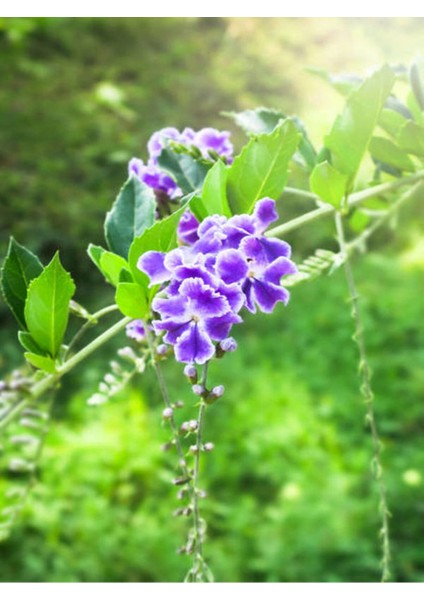 Videolu Nadir Çeşit Duranta Çalısı Ağaç Menekşesi Fidanı 80-120 cm Saksılı Dış Mekan Duranta Erecta modelleri
