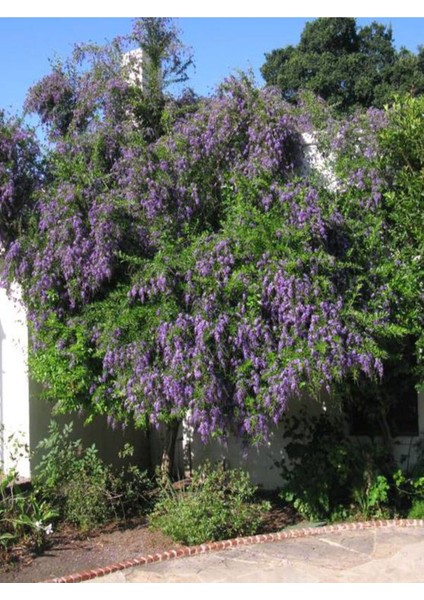Videolu Nadir Çeşit Duranta Çalısı Ağaç Menekşesi Fidanı 80-120 cm Saksılı Dış Mekan Duranta Erecta fırsatları