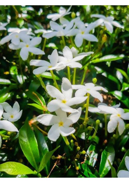 Videolu Çiçek Ful Çiçeği Beyaz Yasemin Bitkisi1 Adet Saksılı 30-55 cm (Jasmine)