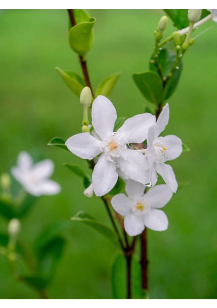 Videolu Çiçek Ful Çiçeği Beyaz Yasemin Bitkisi1 Adet Saksılı 30-55 cm (Jasmine)