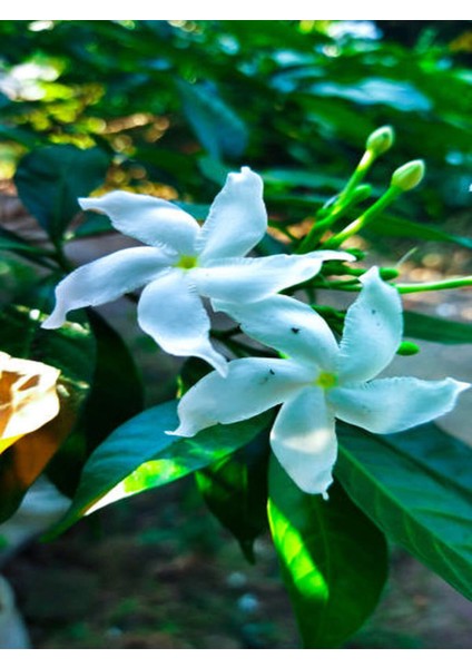 Videolu Çiçek Ful Çiçeği Beyaz Yasemin Bitkisi1 Adet Saksılı 30-55 cm (Jasmine)