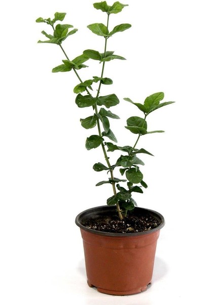 Videolu Çiçek Ful Çiçeği Beyaz Yasemin Bitkisi1 Adet Saksılı 30-55 cm (Jasmine)