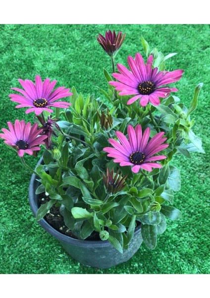 Videolu Mor 1 Adet Bodrum Papatyası Saksılı 35-55 cm (Purple Bodrum Daisy) modelleri