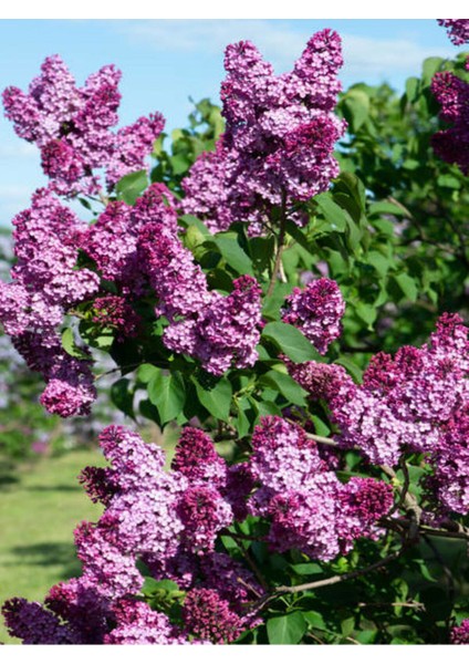 Videolu Mis Kokulu Mor Leylak Ağacı Fidanı Tüplü / Saksılı 65-90 cm Bahçe Bitkisi (Lilac Tree)