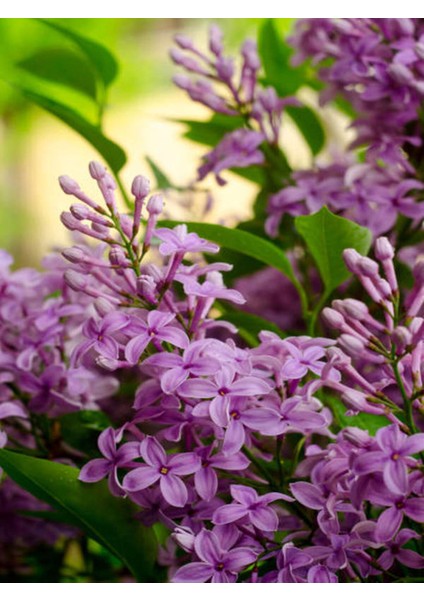 Videolu Mis Kokulu Mor Leylak Ağacı Fidanı Tüplü / Saksılı 65-90 cm Bahçe Bitkisi (Lilac Tree)
