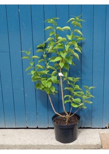 Videolu Mis Kokulu Mor Leylak Ağacı Fidanı Tüplü / Saksılı 65-90 cm Bahçe Bitkisi (Lilac Tree)