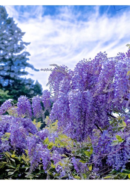 Videolu Mor Salkım 30-60 cm Saksılı / Tüplü Dış Mekan Sarmaşık Bitkileri Wisteria