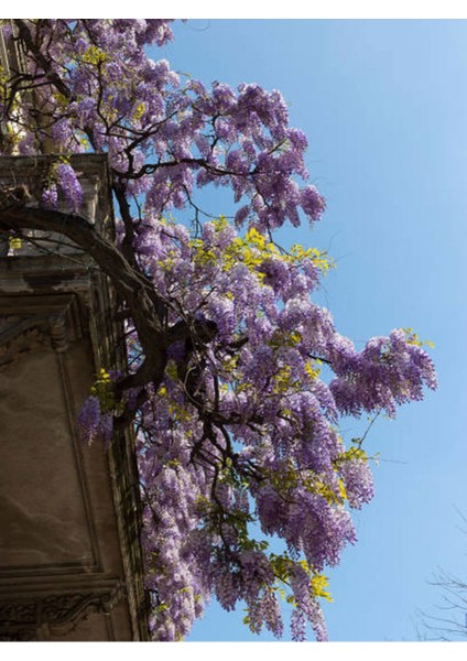 Videolu Mor Salkım 30-60 cm Saksılı / Tüplü Dış Mekan Sarmaşık Bitkileri Wisteria