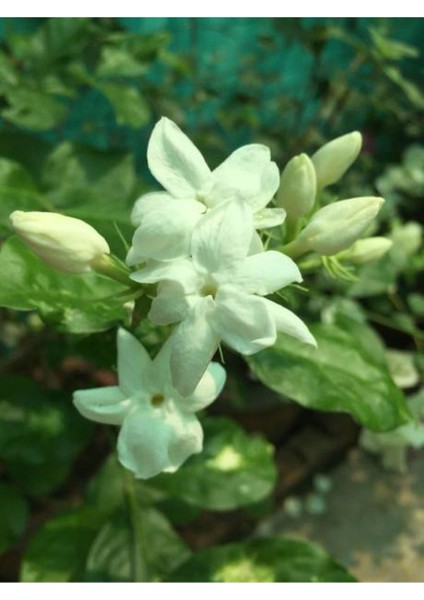 Videolu Kokulu Yasemin Çiçeği 30-60 cm Saksılı / Tüplü Dış Mekan Sarmaşık Bitkileri (Jasmine Flower)
