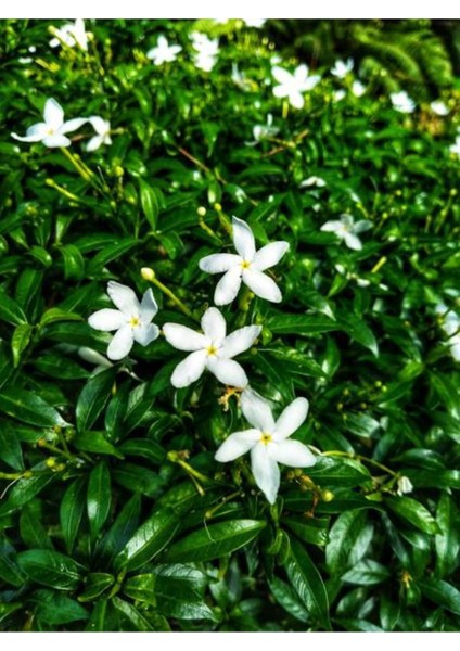 Videolu Kokulu Yasemin Çiçeği 30-60 cm Saksılı / Tüplü Dış Mekan Sarmaşık Bitkileri (Jasmine Flower)