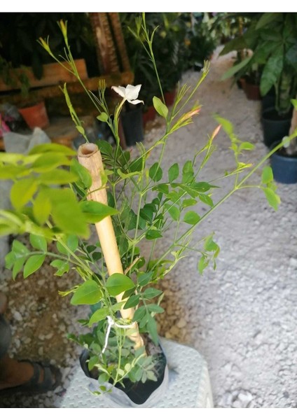 Videolu Kokulu Yasemin Çiçeği 30-60 cm Saksılı / Tüplü Dış Mekan Sarmaşık Bitkileri (Jasmine Flower)