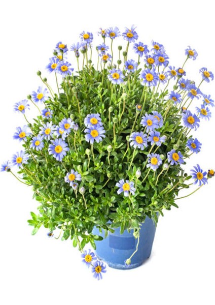 Videolu Mavi Çalı Papatyası 1 Adet Saksılı / Tüplü 20-45 cm (Felicia Blue Daisy Bush)
