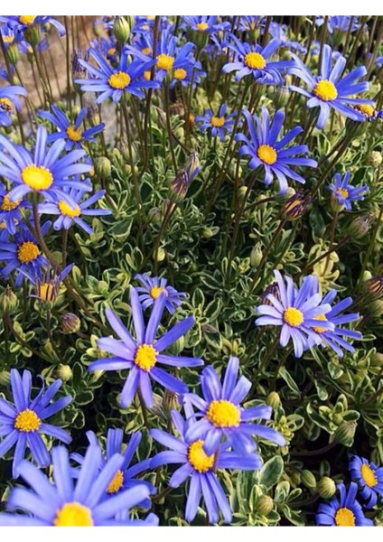 Videolu Mavi Çalı Papatyası 1 Adet Saksılı / Tüplü 20-45 cm (Felicia Blue Daisy Bush)
