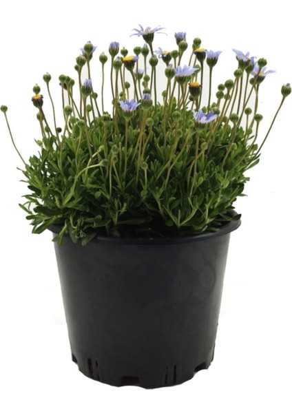 Videolu Mavi Çalı Papatyası 1 Adet Saksılı / Tüplü 20-45 cm (Felicia Blue Daisy Bush)