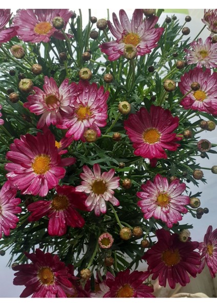 Videolu Fuşya 1 Adet Çeşme Papatyası Saksılı 45-70 cm (Çeşme Daisy)