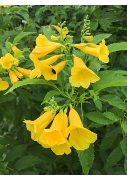 Videolu Sarı Acem Borusu Çiçeği 3 Adet 40-60 cm Dış Mekan Bitkisi ( Yellow Campsis Grandiflora) fiyatları
