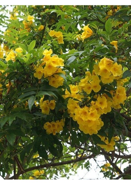 Videolu Sarı Acem Borusu Çiçeği 3 Adet 40-60 cm Dış Mekan Bitkisi ( Yellow Campsis Grandiflora) modelleri