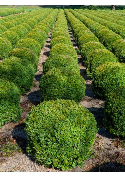 Videolu 1 Adet Çalı Şimşir Fidanı Saksılı 30-45 cm (Bushy Yew Sapling)