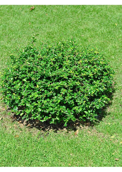 Videolu 1 Adet Çalı Şimşir Fidanı Saksılı 30-45 cm (Bushy Yew Sapling)