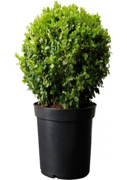 Videolu 1 Adet Çalı Şimşir Fidanı Saksılı 30-45 cm (Bushy Yew Sapling)