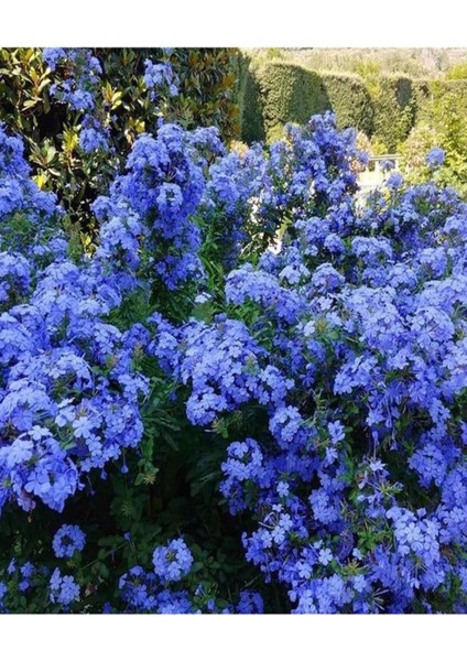 Videolu Kokulu Mavi Yasemin Fidesi 1 Adet Saksılı / Tüplü 40-60 cm (Plumbago Blue Jasmine)