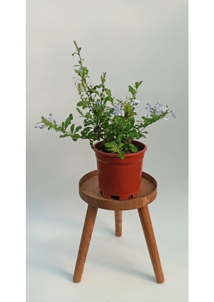 Videolu Kokulu Mavi Yasemin Fidesi 1 Adet Saksılı / Tüplü 40-60 cm (Plumbago Blue Jasmine)
