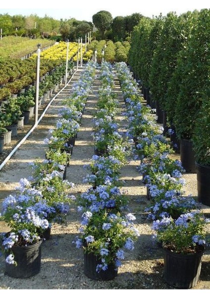 Videolu Kokulu Mavi Yasemin Fidesi 1 Adet Saksılı / Tüplü 40-60 cm (Plumbago Blue Jasmine)