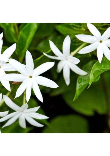 Videolu Beyaz Izmir Yasemin Çiçeği Fidanı1 Adet 40-60 cm Bahçe Bitkisi( White Jasmine)
