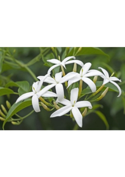 Videolu Beyaz Izmir Yasemin Çiçeği Fidanı1 Adet 40-60 cm Bahçe Bitkisi( White Jasmine)
