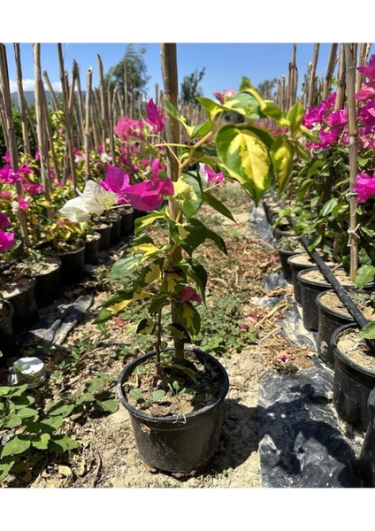 Videolu Çift Renk Pembe Beyaz Begonvil Çiçeği 1 Adet 45-65 cm Saksılı / Tüplü (Bougainvillea)