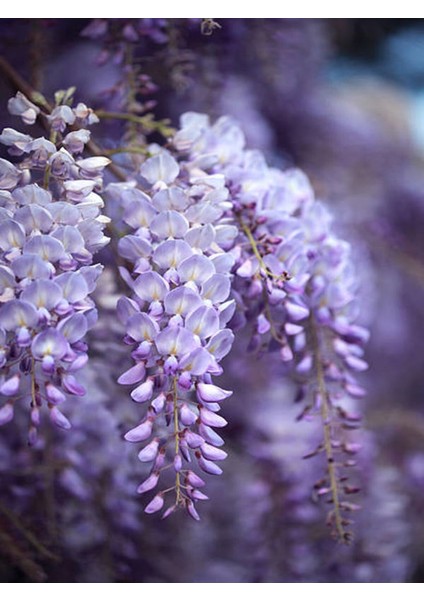 Videolu Mor Salkım Çiçeği Fidanı 30-40 cm Saksılı Dış Mekan Sarmaşık Wisteria
