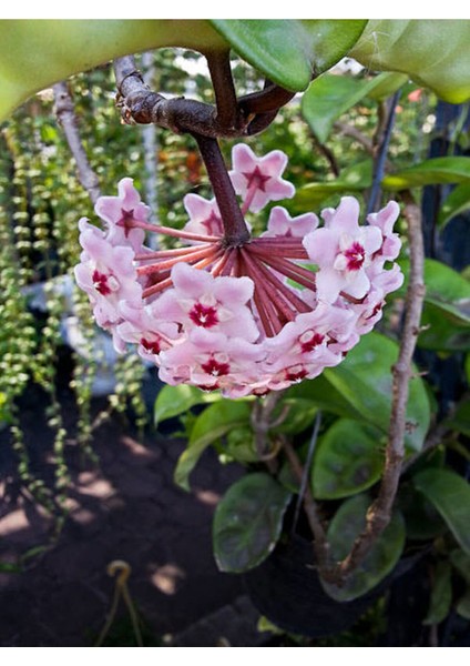 Videolu Pembe Mum Çiçeği Fidanı 1 Adet 30-60 cm Saksılı / Tüplü Dış Mekan Bitkisi (Hoya) fiyatları