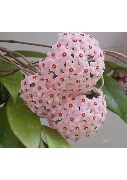 Videolu Pembe Mum Çiçeği Fidanı 1 Adet 30-60 cm Saksılı / Tüplü Dış Mekan Bitkisi (Hoya) modelleri