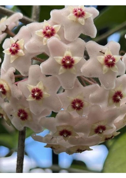 Videolu Pembe Mum Çiçeği Fidanı 1 Adet 30-60 cm Saksılı / Tüplü Dış Mekan Bitkisi (Hoya) fırsatları