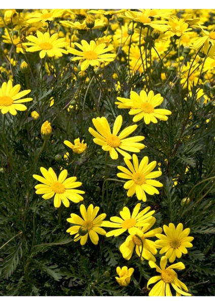 Videolu Sarı Çalı Papatyası 1 Adet Saksılı 40-60 cm (Yellow Bush Daisy)