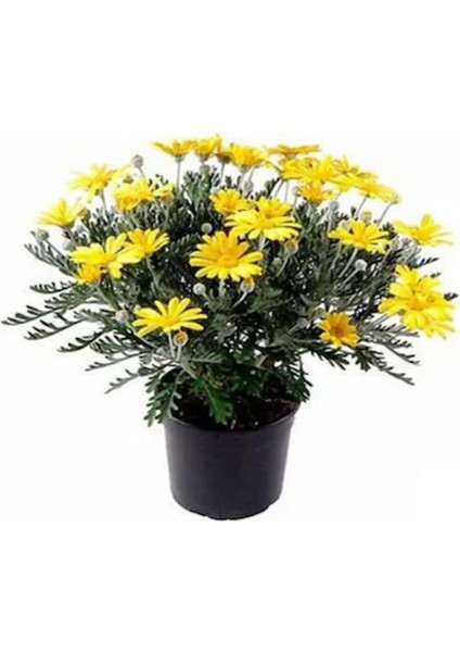 Videolu Sarı Çalı Papatyası 1 Adet Saksılı 40-60 cm (Yellow Bush Daisy)