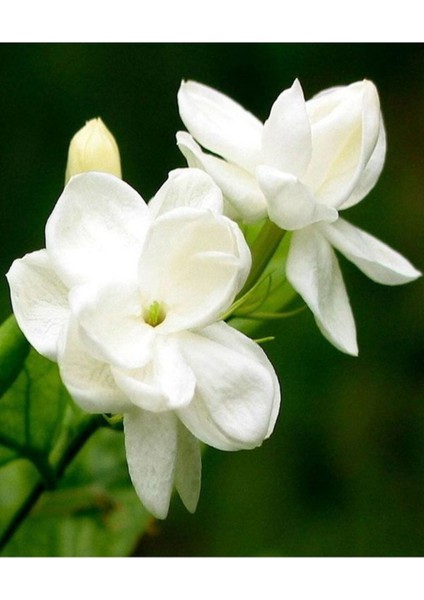 Videolu Ful Yasemin Fidanılı 1 Adet 40-60 Cm (Jasminum Sambac)
