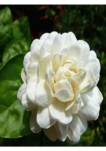 Videolu Ful Yasemin Fidanılı 1 Adet 40-60 Cm (Jasminum Sambac)