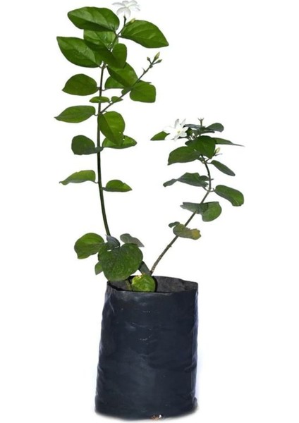 Videolu Ful Yasemin Fidanılı 1 Adet 40-60 Cm (Jasminum Sambac)