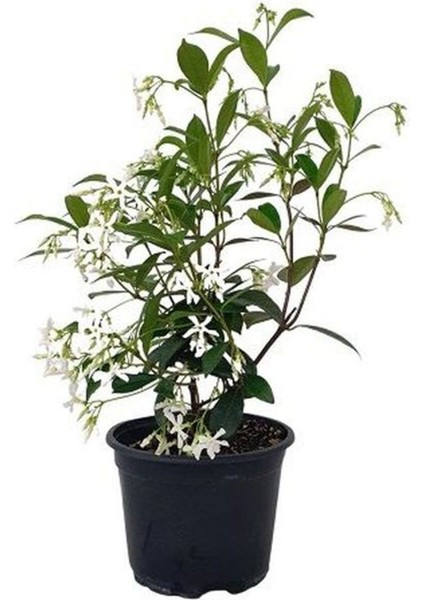 Bitkim Sende Videolu Mis Kokulu Beyaz Yasemin Fidanı Saksılı 20-40 cm ( White Jasminium Sapling)