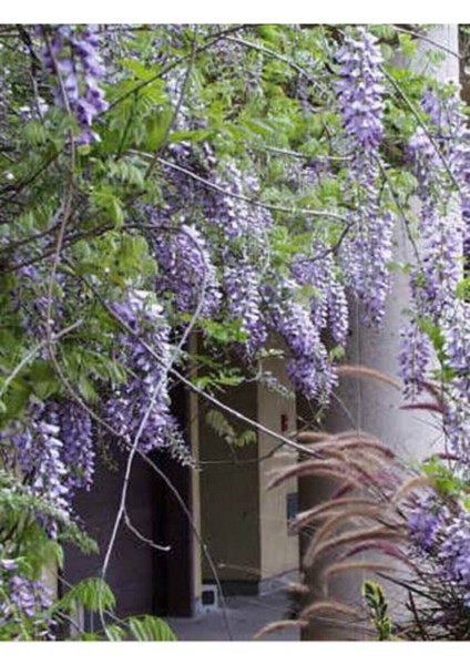 Bitkim Sende Videolu Mor Salkım 45-60 Saksılı / Tüplü Dış Mekan Sarmaşık Bitkileri Wisteria