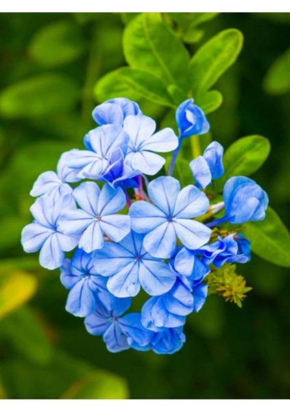 Videolu Kokulu Mavi Yasemin Fidesi 1 Adet Saksılı / Tüplü 40-60 cm (Plumbago Blue Jasmine)