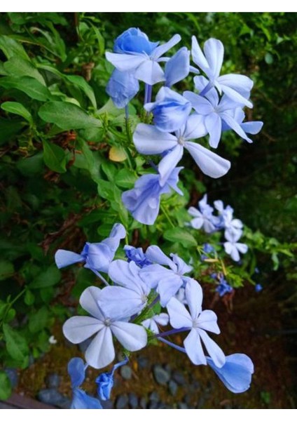 Videolu Kokulu Mavi Yasemin Fidesi 1 Adet Saksılı / Tüplü 40-60 cm (Plumbago Blue Jasmine)