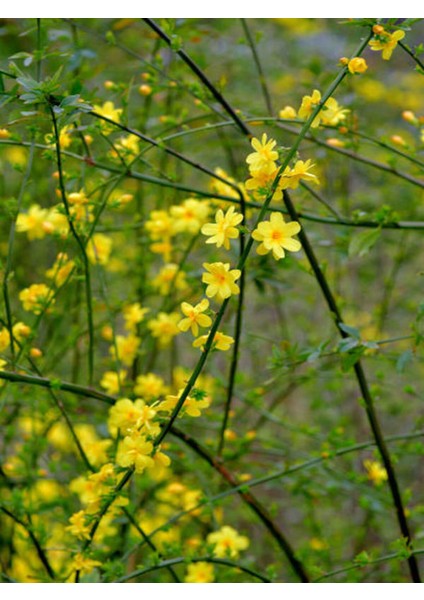 Bitkim Sende Videolu Çalı Sarı Yasemin Fidanı 1 Adet Saksılı / Tüplü 40-60 cm (Jasminum Nudiflorum )