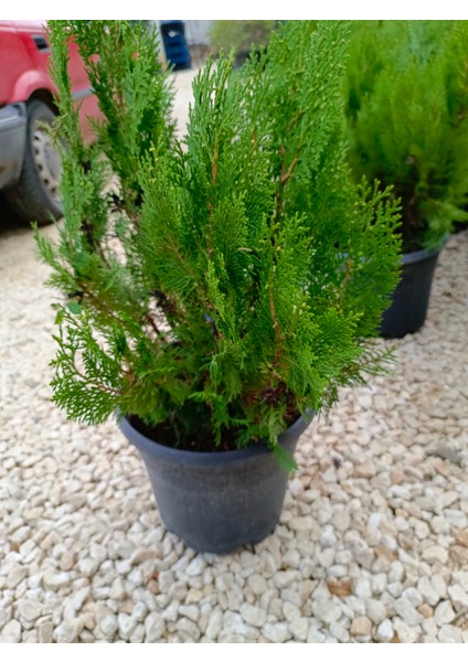 Limoni Servi Agacı 30/60 cm Ardıç Gillerden