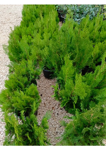 Limoni Servi Agacı 30/60 cm Ardıç Gillerden