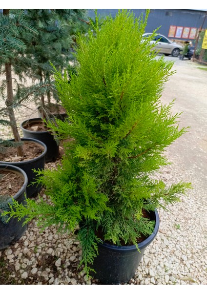 Limoni Servi Agacı 30/60 cm Ardıç Gillerden